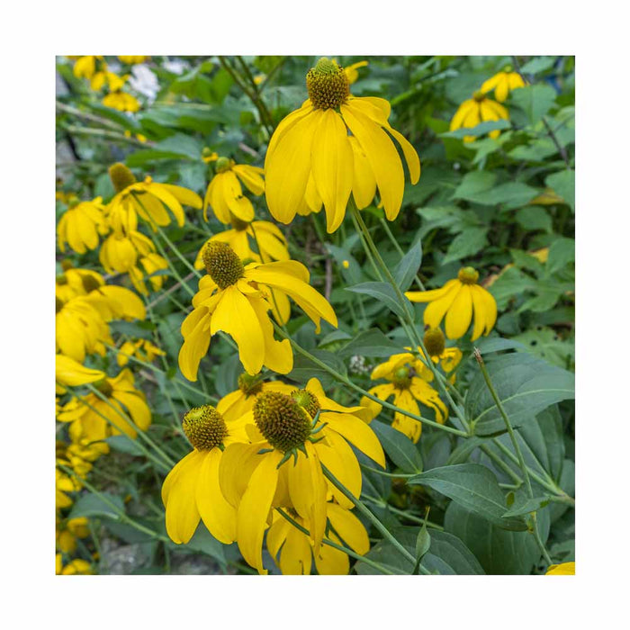 Rudbeckie 'Soleil d'automne' - Rudbeckia nitida 'Herbstsonne'