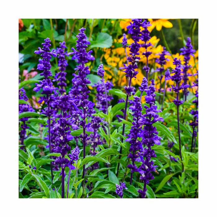 Salvia 'Evolution' - Caissette