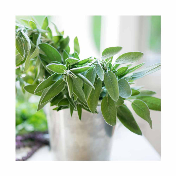 Sauge - Plant dans pot de 4 po