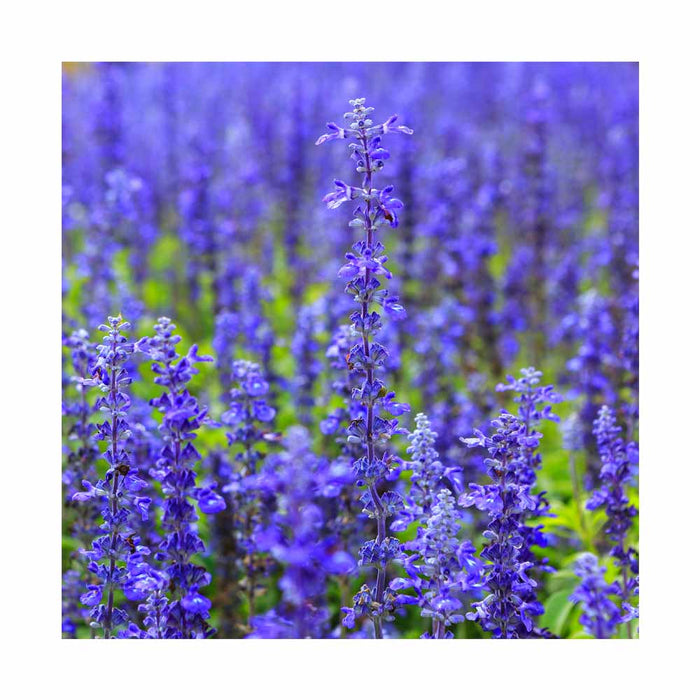 Sauge 'Bumbleblue' - Salvia nemorosa 'Bumbleblue'