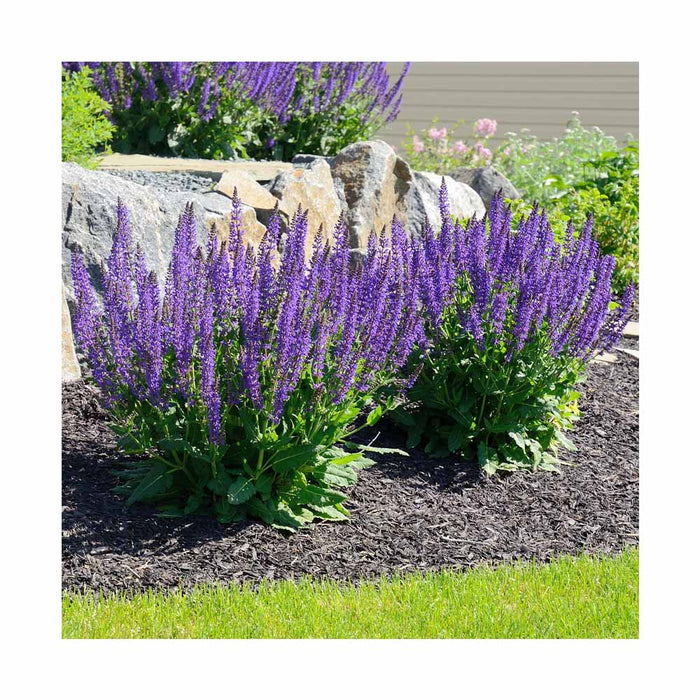 Sauge 'Caramia' - Salvia nemorosa 'Caramia'