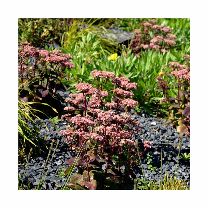 Orpin 'Back in Black' - Sedum 'Back in Black'