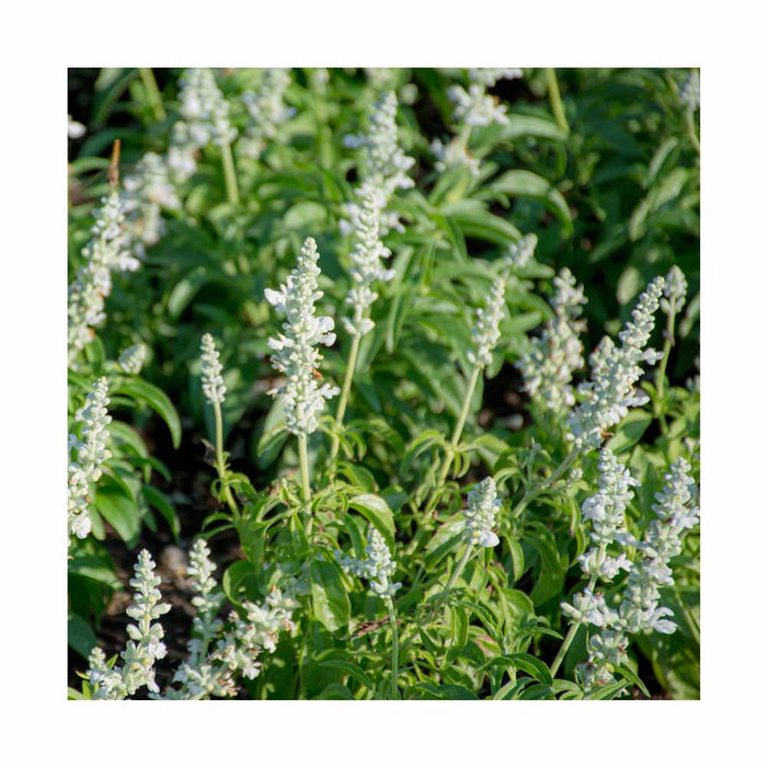 Sauge 'White profusion' - Salvia nemorosa 'White profusion'