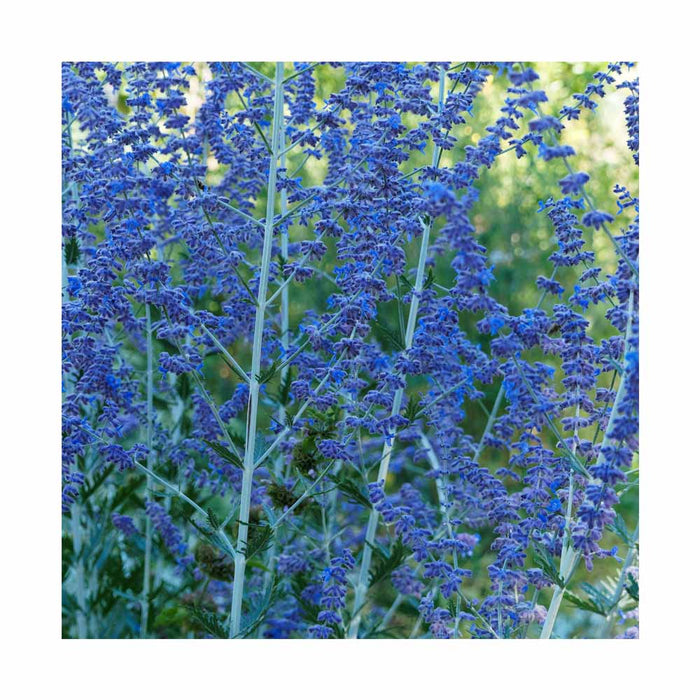 Sauge de Russie - Perovskia atriplicifolia 'Denim'N Lace'