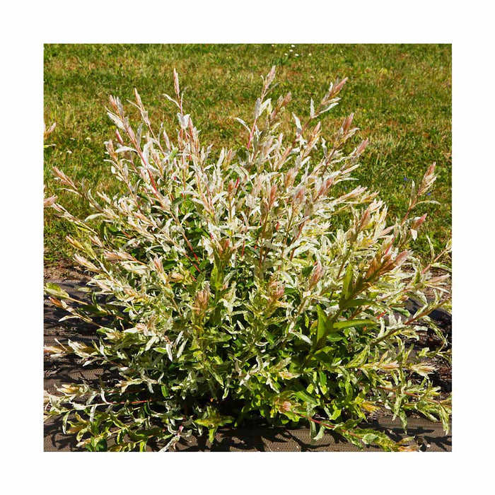 Saule maculé 'Hakuro Nishiki' - Salix 'Hakuro Nishiki'