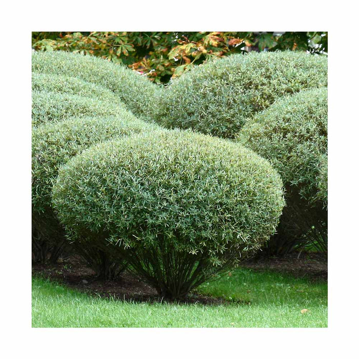 Saule pourpre - Salix purpurea