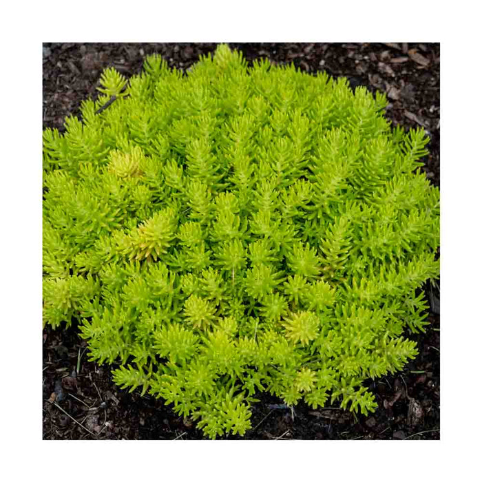 Sedum 'Lemon Ball' - Pot de 4 po