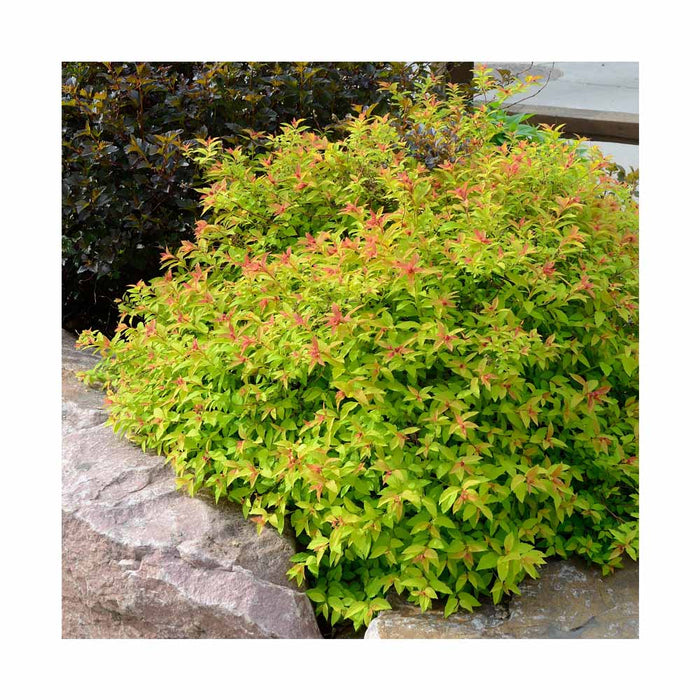 Spirée bumalda 'Goldflame' -  Spirea bumalda 'Goldflame'
