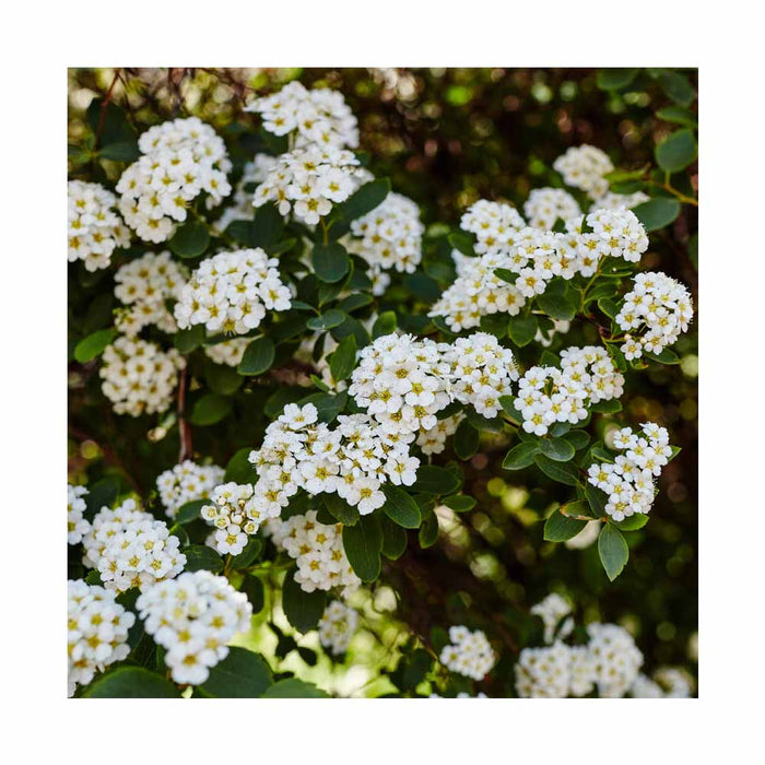 Spirée de Vanhoutte - Spirea X Vanhouttei