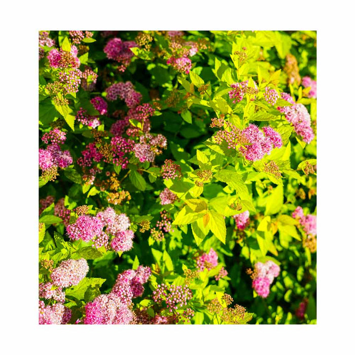 Spirée japonaise 'Double Play Gold' - Spirea 'Double Play Gold'