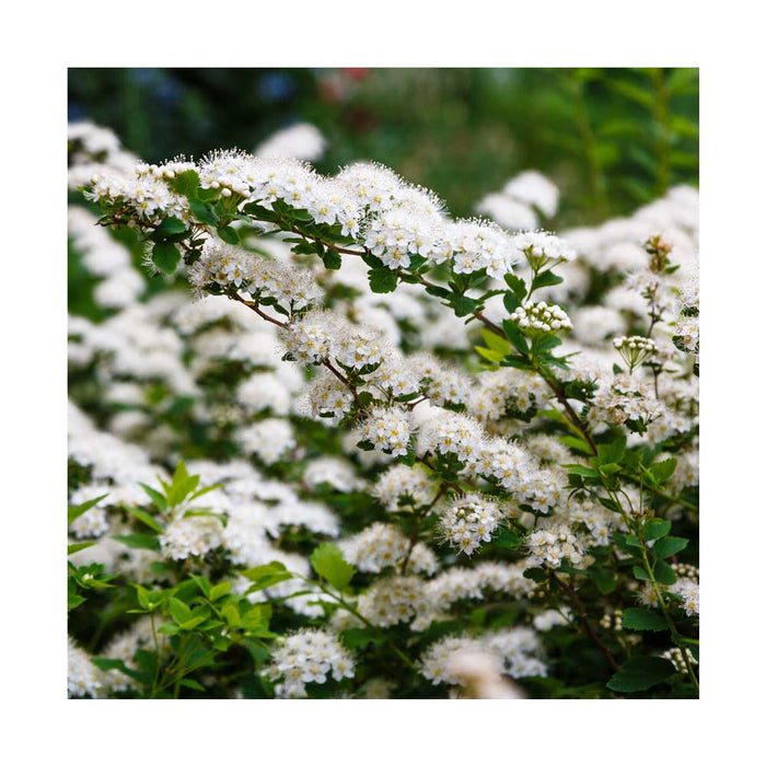Spirée japonaise 'Snowmound' - Spirea nipponica 'Snowmound'