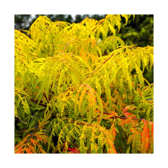 Sumac de Virginie (Vinaigrier) 'Tiger Eyes' - Rhus typhina 'Tiger Eyes'