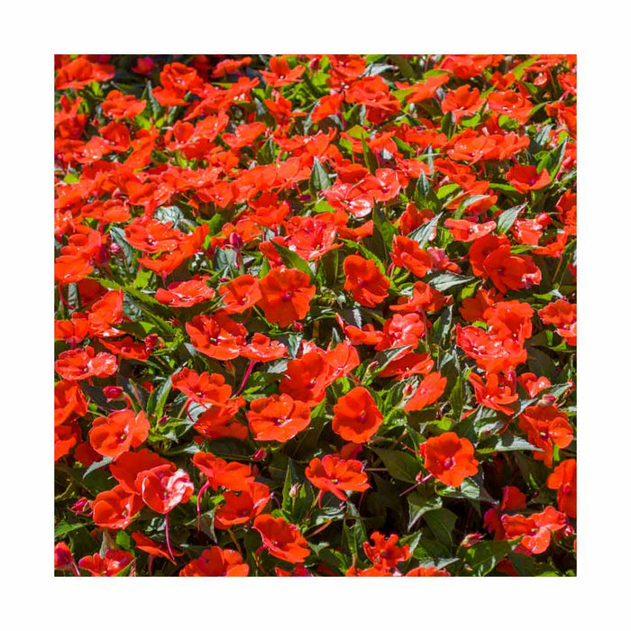 Impatiens Sunpatiens 'Electric Orange' - Pot de 4 po