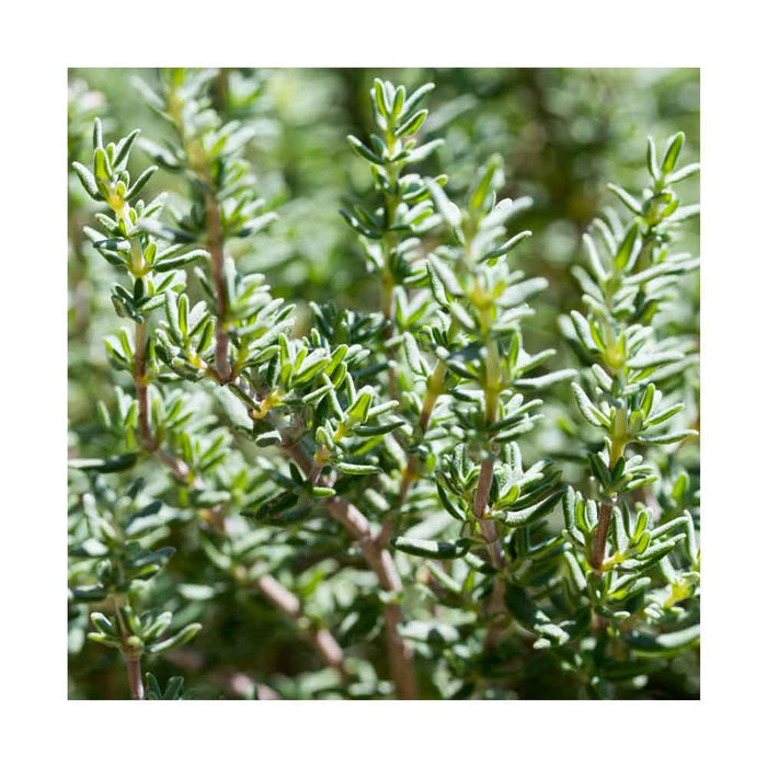 Thym - Plant dans pot de 4 po