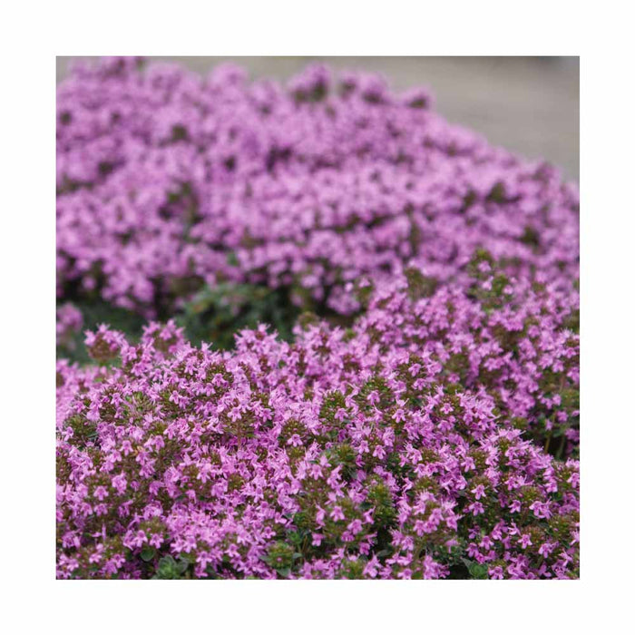 Thym serpolet 'Coccineus' - Thymus serphyllum 'Coccineus'