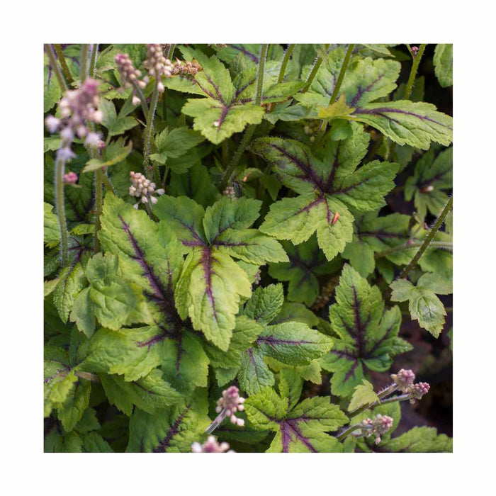 Tiarelle - Tiarella 'Sugar and Spice'