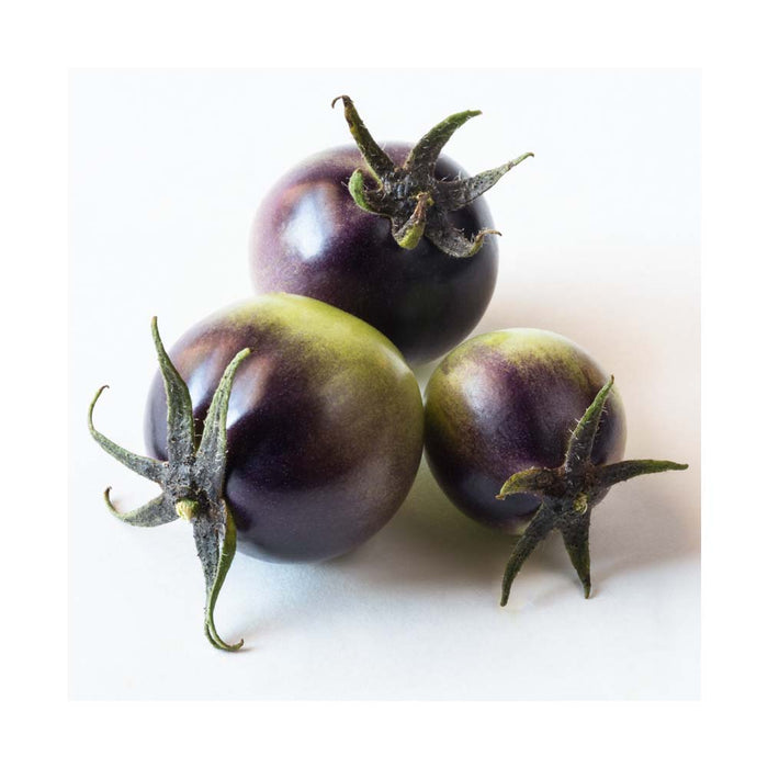 Tomate Cerise Bleuet - Plant dans un pot de 4 po