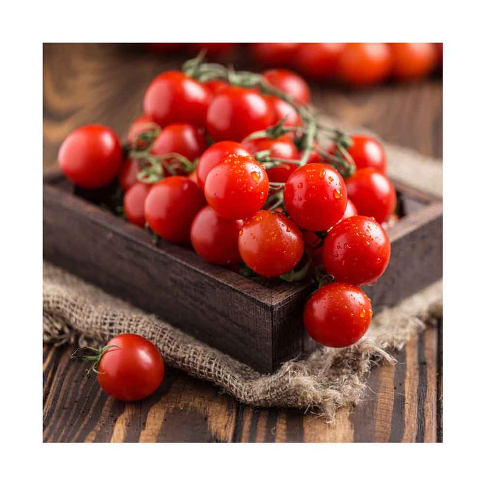 Tomate Cerise Bonbon - Plant
