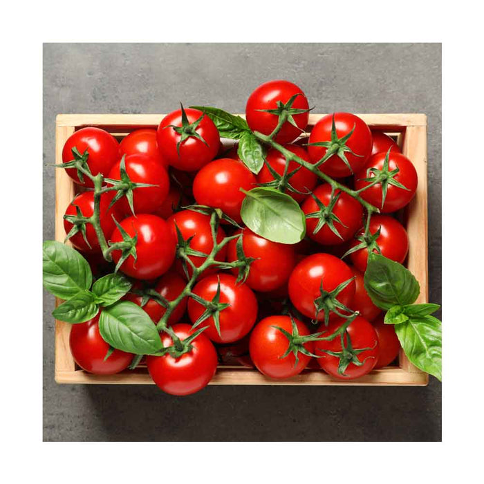 Tomate Cerise Cherry Pie - Plant dans pot de 4 po