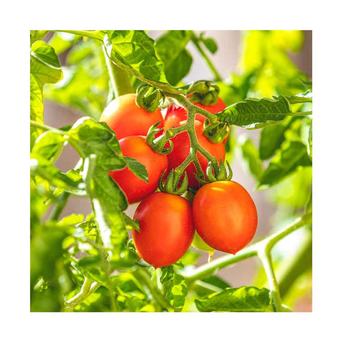 Tomate Cerise Large Rouge - Plant dans pot de 4 po
