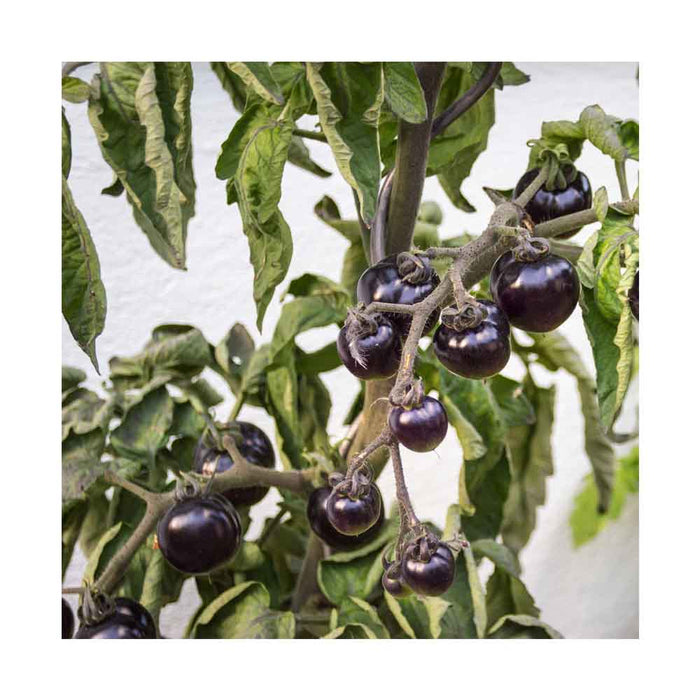 Tomate Cerise Noire - Plant dans pot de 4 po