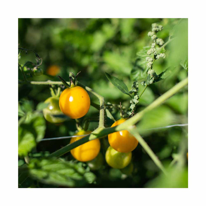 Tomate Cerise Or - Plant dans pot de 4 po