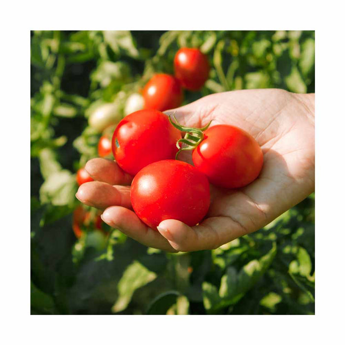 Tomate Cerise Patio - Plant dans pot de 4 po
