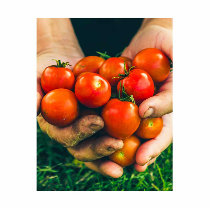 Tomate Cerise Pomme Rouge - Plant dans pot de 4 po