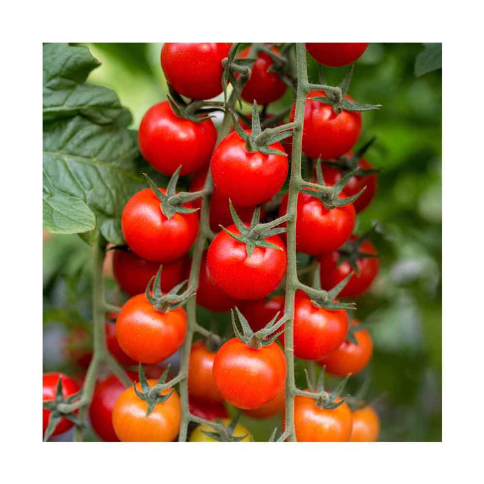 Tomate Cerise Sweet-100 - Plant