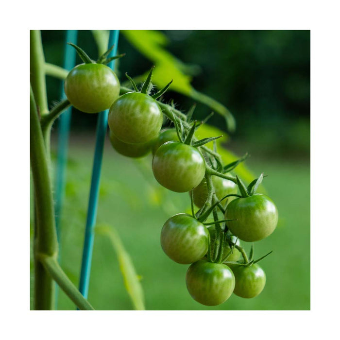 Tomate Cerise Verte - Plant dans pot de 4 po