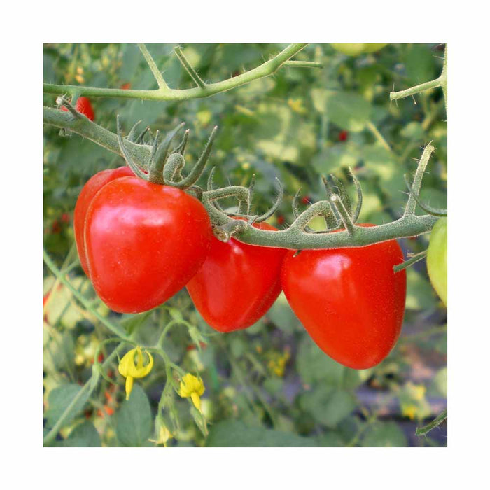Tomate Fraise (Tomatoberry) - Plant dans pot de 4 po