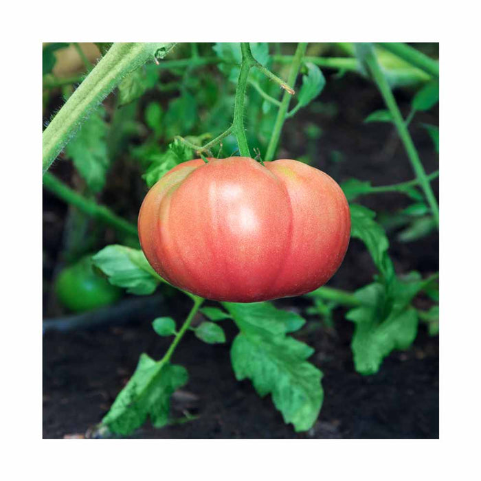 Tomate Grande Rose - Plant dans pot de 4 po