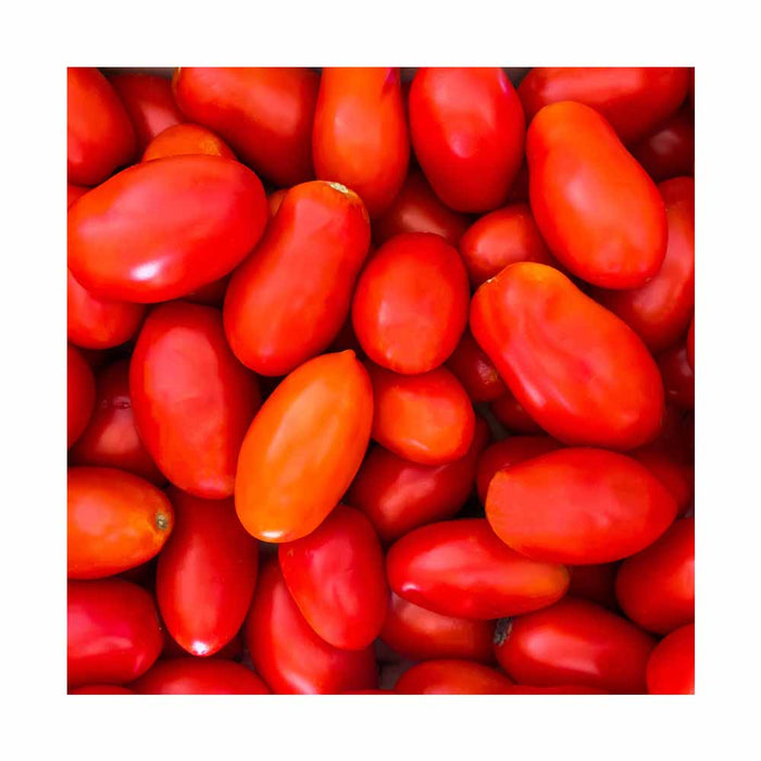 Tomate Italienne Super Marzanno - Plant