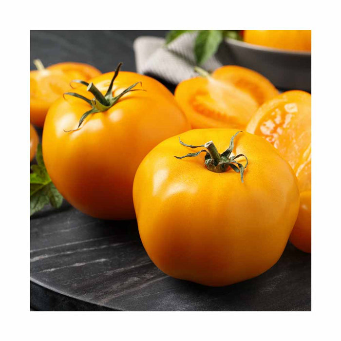 Tomate Lemon Boy - Plant dans pot de 4 po