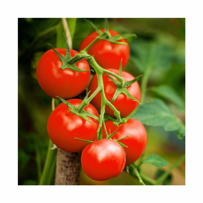 Tomate Rouge Monte Carlo - Plant dans un pot de 4 po