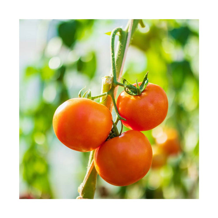 Tomate Orange - Plant dans pot de 4 po