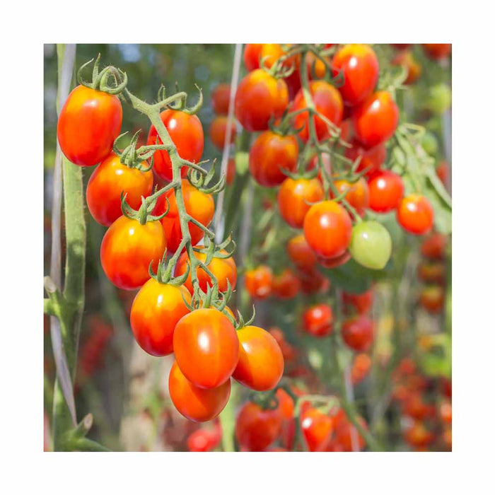 Tomate Raisin Orange - Plant dans pot de 4 po