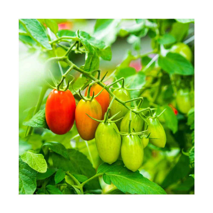 Tomate Raisin Rouge - Plant dans pot de 4 po