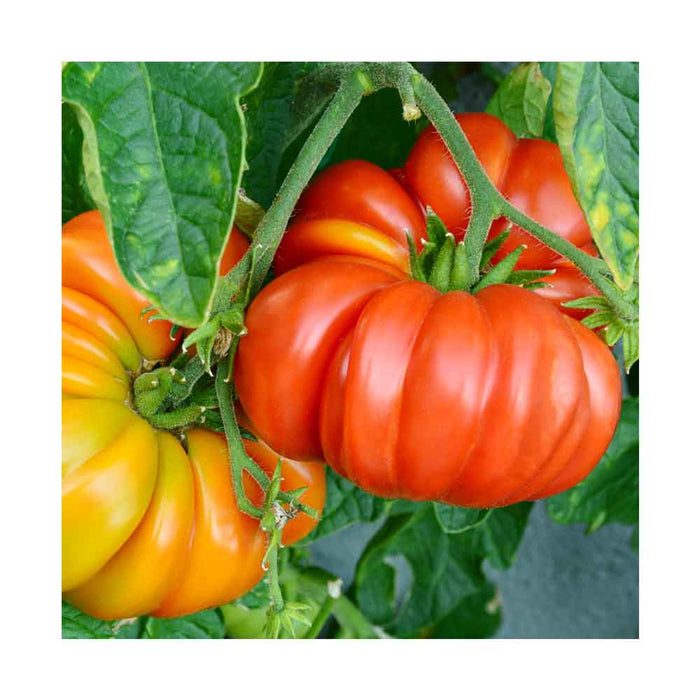 Tomate Rose Brandywine - Plant