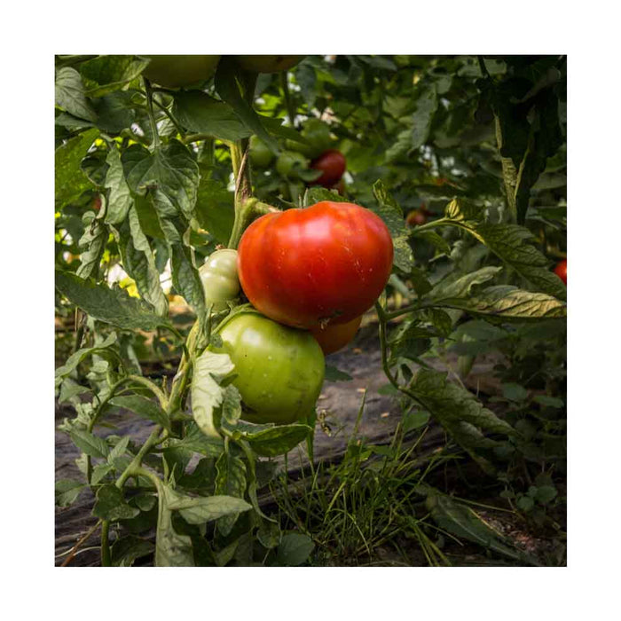 Tomate Rouge Beefsteak - Plant dans pot de 4 po