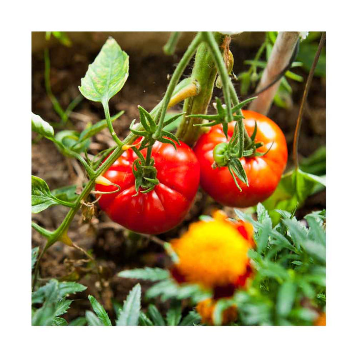 Tomate Rouge Big Beef - Plant