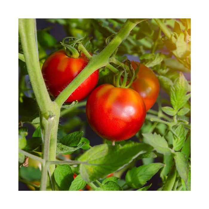 Tomate Rouge Célébrité - Plant dans pot de 4 po