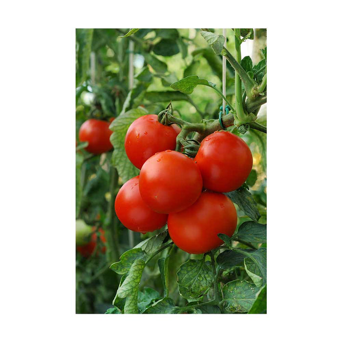 Tomate Rouge Fantastique - Plant dans un pot de 4 po