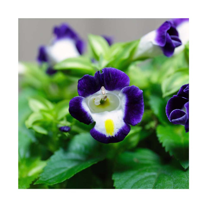 Torenia Bleu - Pot de 4 po