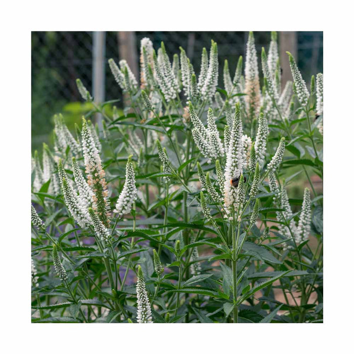 Véronique à longues feuilles 'First Bride' - Veronica longifolia 'First bride'
