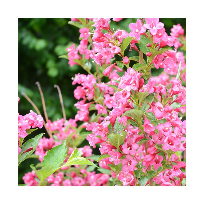 Weigela Florida Sonic Bloom