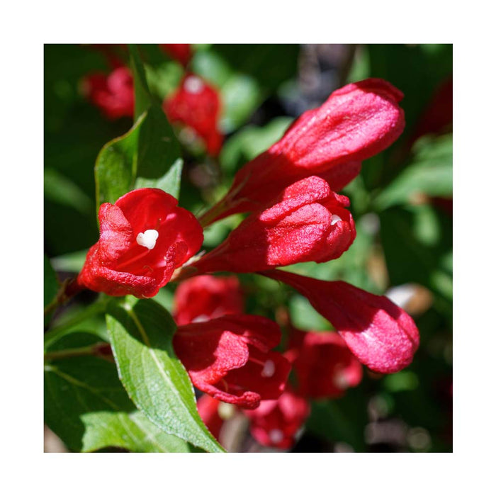 Weigela 'Crimson Kisses'