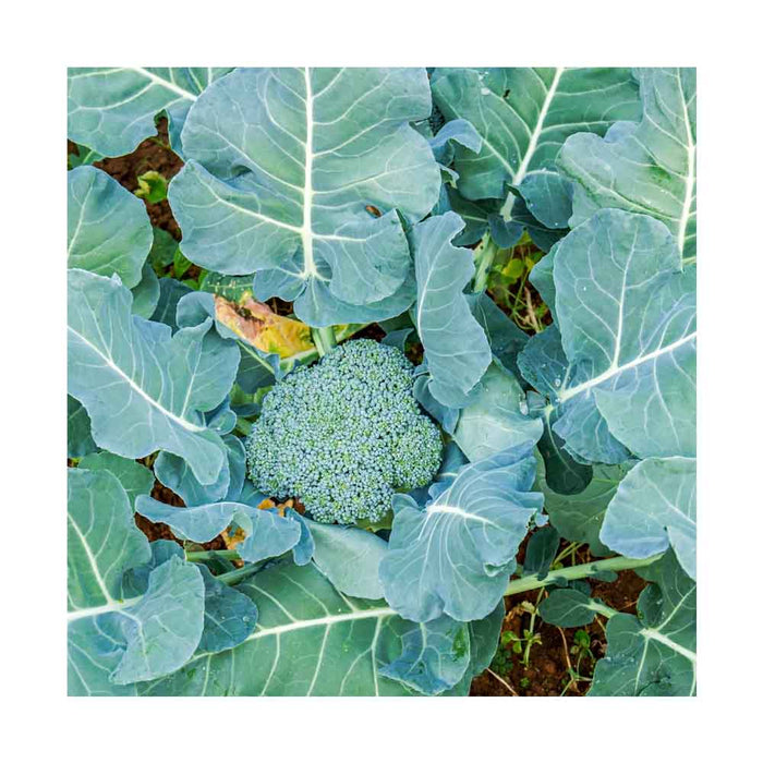 Brocoli - Caissette de 9 plants