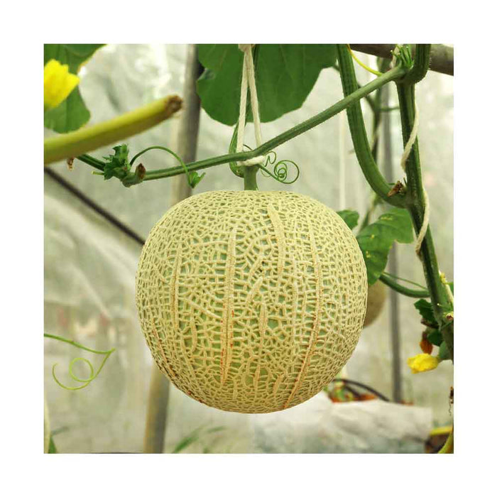 Cantaloup - Plant dans pot de 4 po