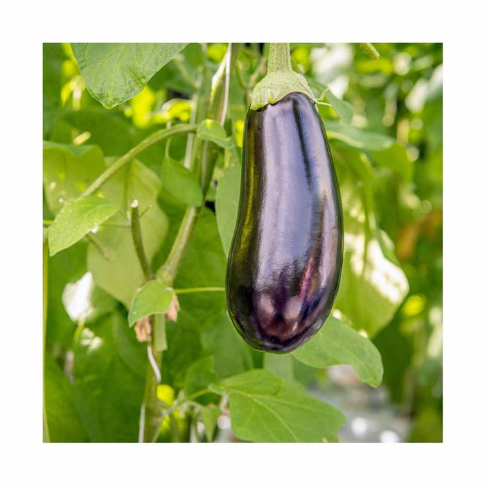 Aubergine Classic - Plant dans pot de 4 po